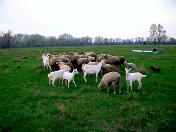 Весна 2006. Стадо ...