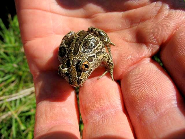 Поездка в Мануйловку 16.09.2006. Crazy Frog